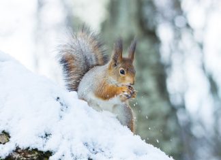 squirrel on a tree