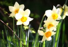 Bulbs Narcissus