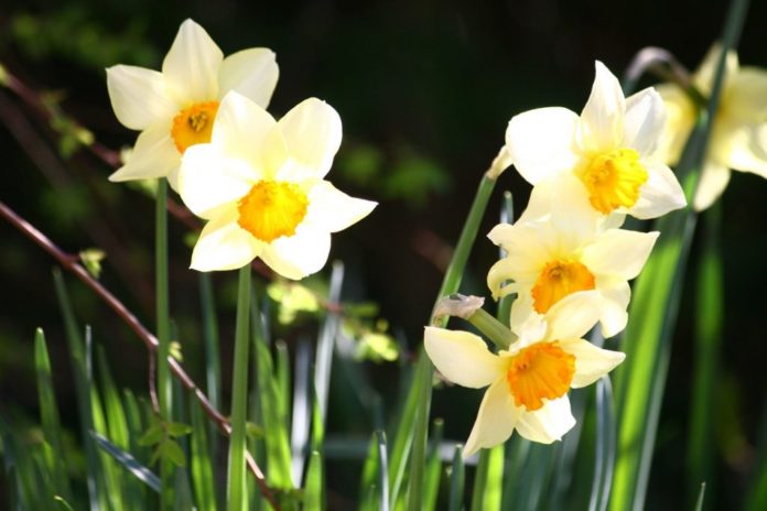 Bulbs Narcissus
