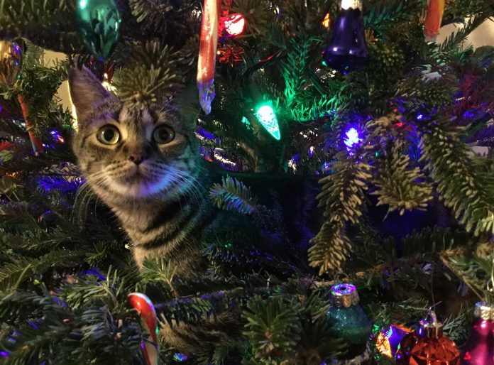 Christmas cat  e