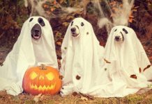 Halloween Hazards! Keeping Your Pet Safe Halloween dog e