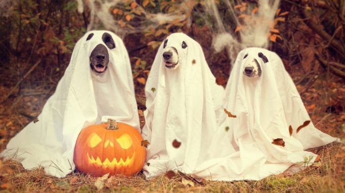 Halloween dog  e