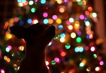 Happy Holidays, Calgary! christmas pet e