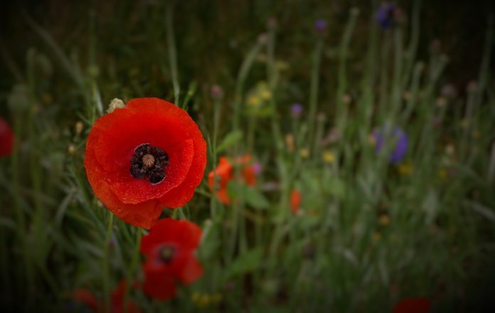 poppies  e