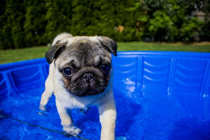 pool dog