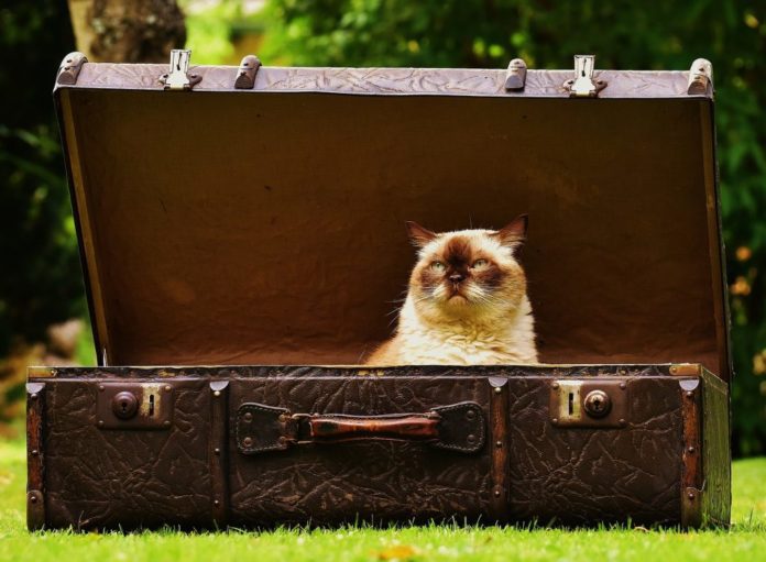 suitcase cat