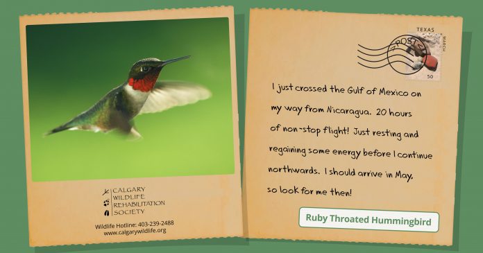 Calgary Wildlife – Ruby Throated Hummingbird