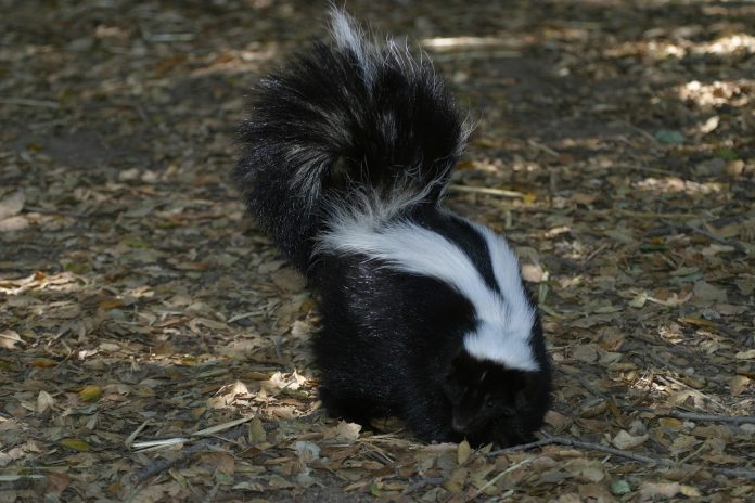 skunk  e