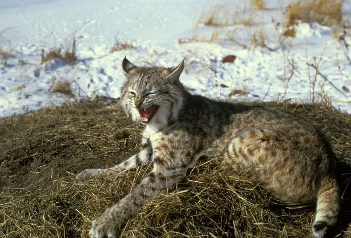 bobcat  e