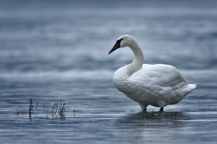 Calgary Wildlife – Tundra Swan
