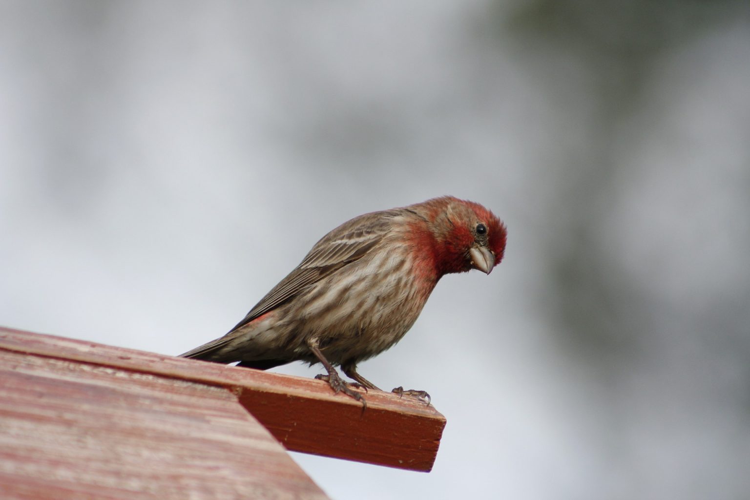 The Unimposing House Finch - MyCalgary