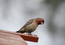 Calgary Wildlife – The Unimposing House Finch