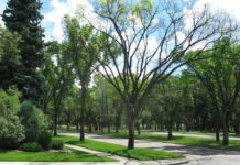 Knowing Growing – How Calgarians Can Protect Elm Trees