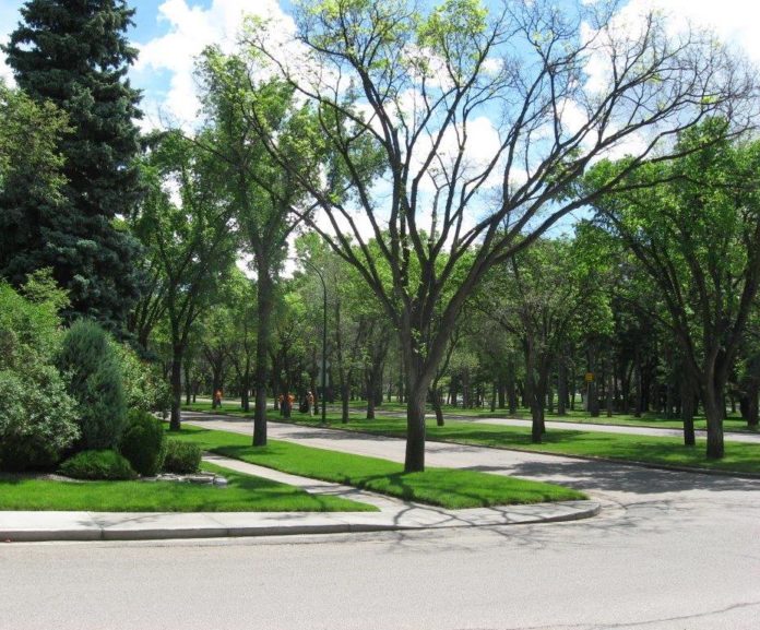 Knowing Growing – How Calgarians Can Protect Elm Trees