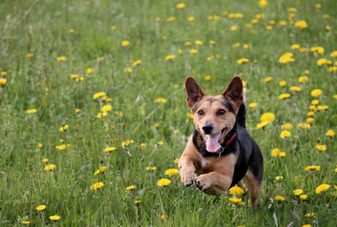 dogs running  e