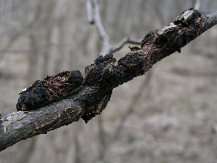 BT Black Knot Fungus