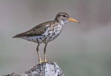 Calgary Wildelife – Spotted Sandpiper