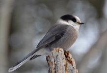 Calgary Wildlife – Grey Jay