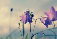 round leaved bellflower