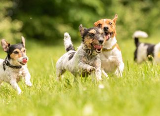 A pack of small Jack Russell Terrier are running and playing tog