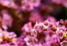 Monika’s Grove – Saving Grandma’s Garden