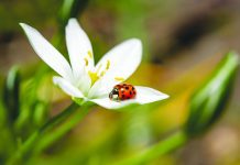 News from the Friends of Nose Hill – September