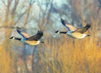 Closeup shot of flying geese in the sky during the beautiful sunset