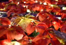 Carolyn’s Corner: Winter Wonders – Bringing Holiday Magic to Your Planters