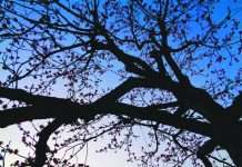 Carolyn’s Corner: Cut Above the Rest – Expert Pruning Strategies for Large Trees