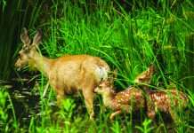 News from the Friends of Nose Hill – July