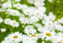 News from the Friends of Nose Hill – August