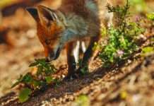 News from the Friends of Nose Hill – September