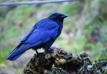 News from the Friends of Nose Hill – October