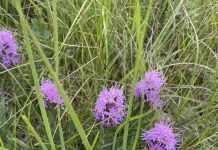 Friends of Fish Creek Update for November