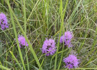 Dotted Blazing Star (liatris punctata)