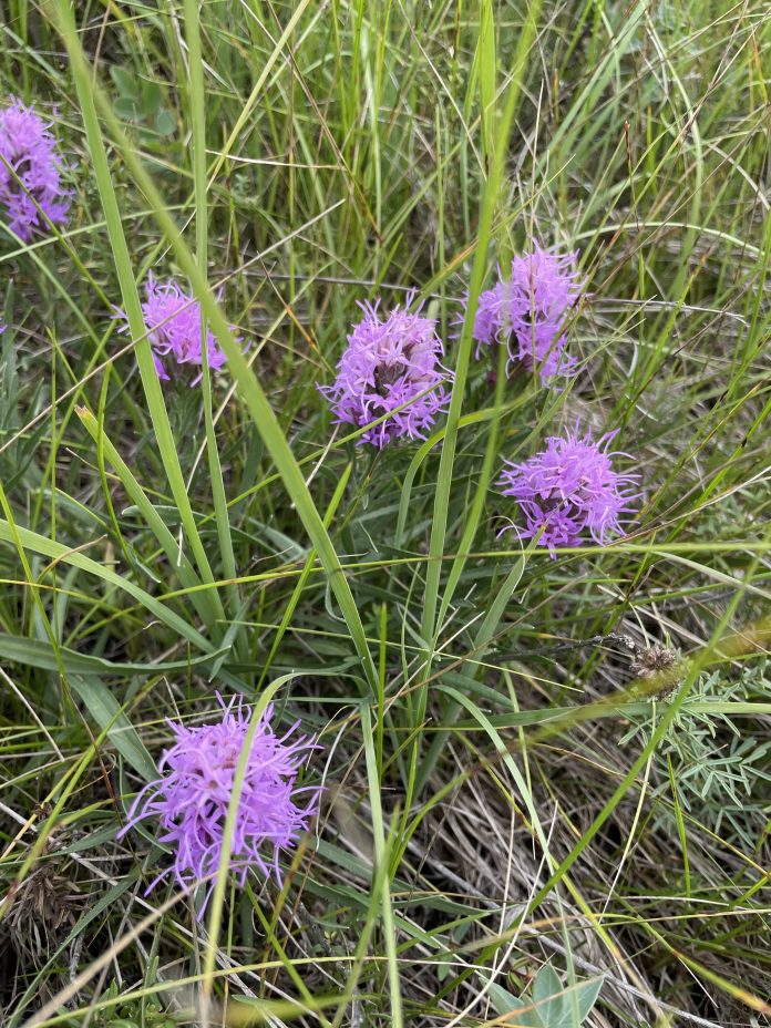 Dotted Blazing Star (liatris punctata)