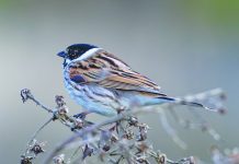 News from the Friends of Nose Hill – November