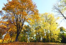 Improve Mental Health and Wellbeing with a Visit to the New Forest Bathing Trail at the Inglewood Bird Sanctuary