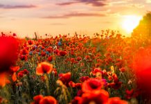 A Minute Lost in Silence