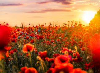 pexels-david-bartus-43782-2379653