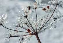 Friends of Fish Creek Update for November