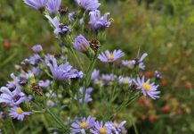 Friends of Fish Creek Update for January