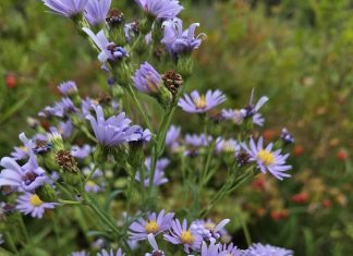 smooth blue aster