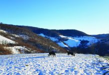 News from the Friends of Nose Hill