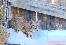 Bobcats in Calgary