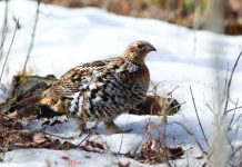 News from the Friends of Nose Hill