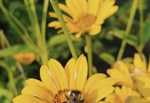 Native Plants and Water Conservation