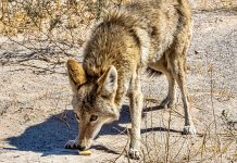 News from the Friends of Nose Hill