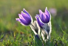 Crocus of Calgary