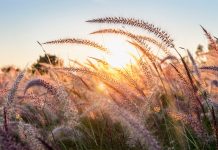 News from the Friends of Nose Hill